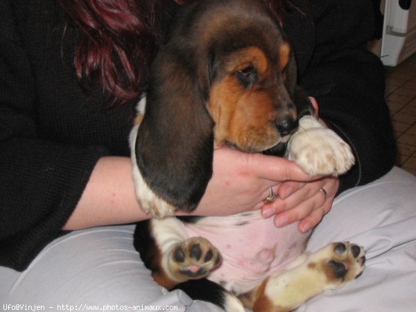 Photo de Basset hound