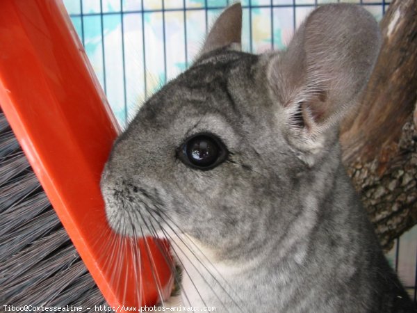 Photo de Chinchilla