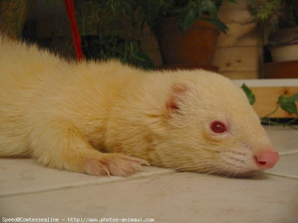 Photo de Furet