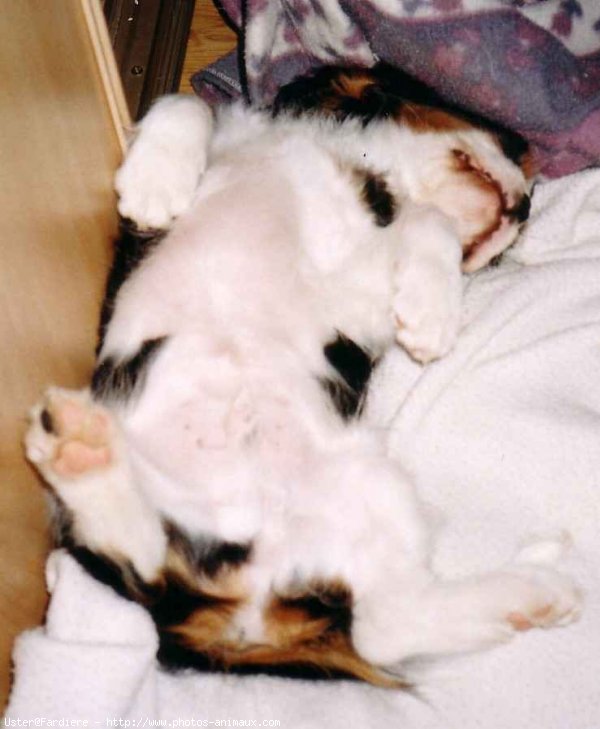 Photo de Cavalier king charles spaniel