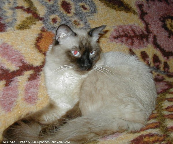 Photo de Sacr de birmanie