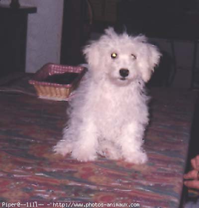 Photo de Bichon  poil fris