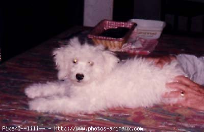 Photo de Bichon  poil fris