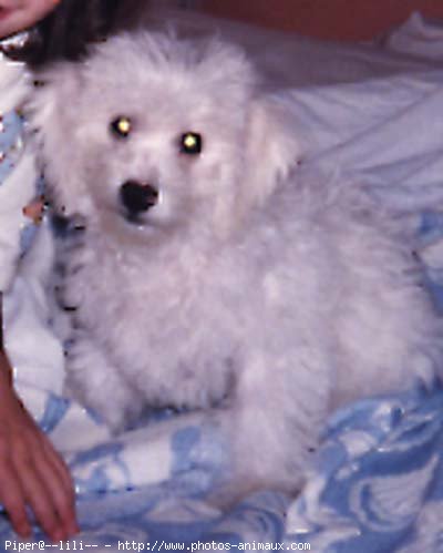 Photo de Bichon  poil fris