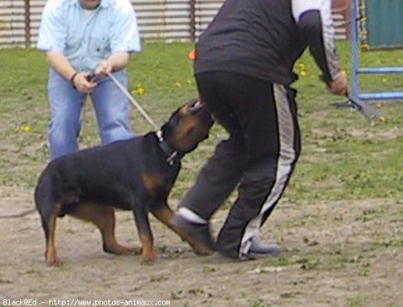 Photo de Rottweiler