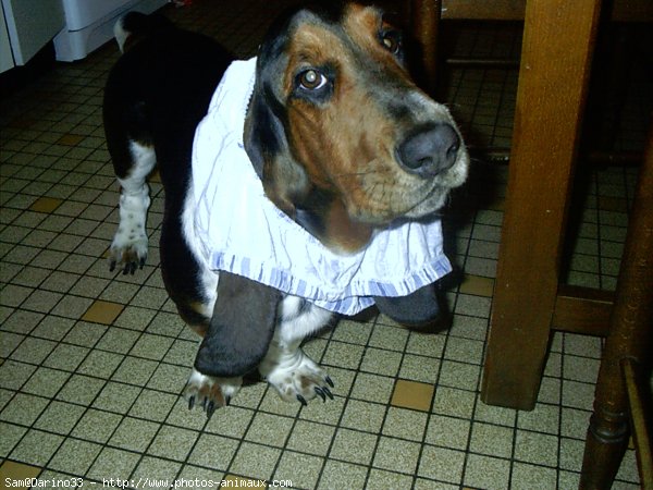 Photo de Basset hound