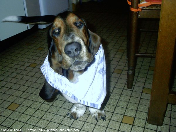 Photo de Basset hound