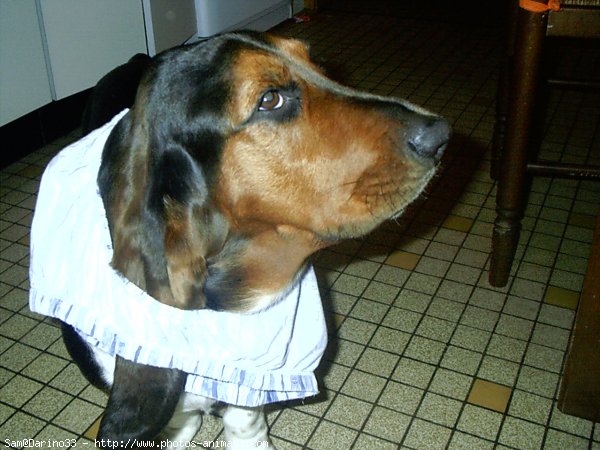 Photo de Basset hound