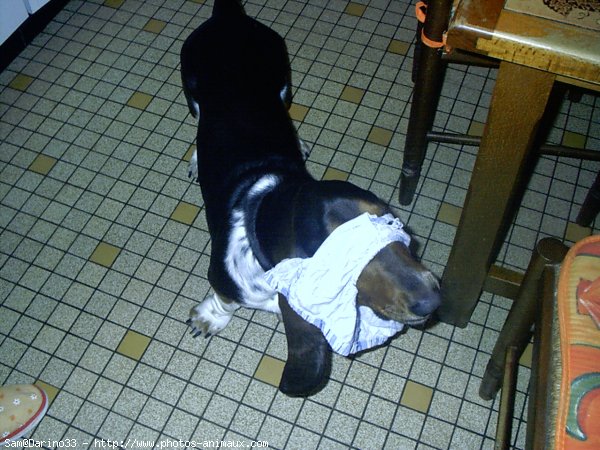 Photo de Basset hound