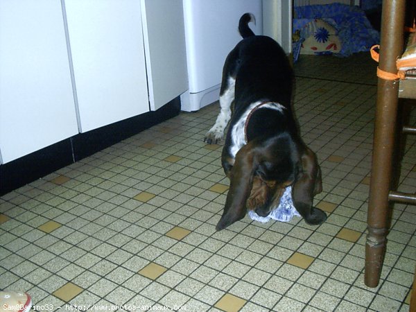 Photo de Basset hound