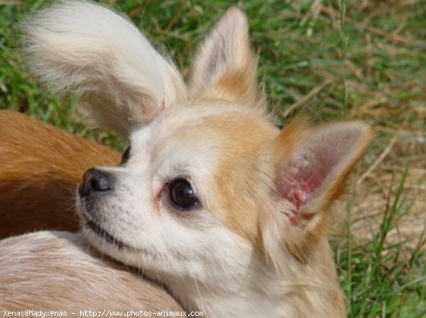 Photo de Chihuahua  poil court