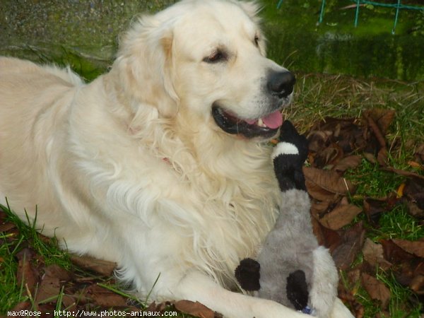 Photo de Golden retriever