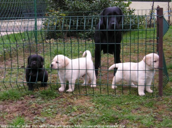 Photo de Labrador retriever