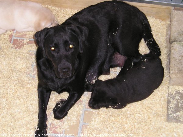 Photo de Labrador retriever