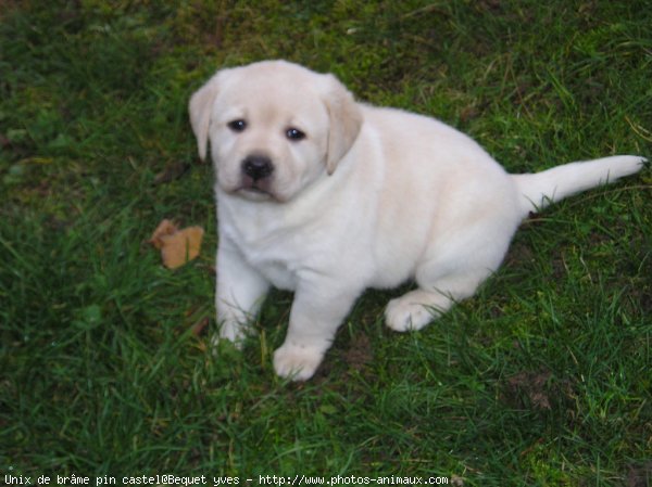 Photo de Labrador retriever