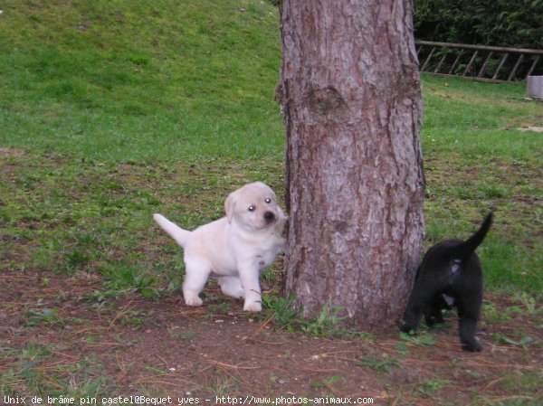 Photo de Labrador retriever