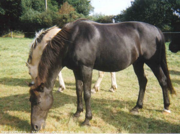 Photo de New forest