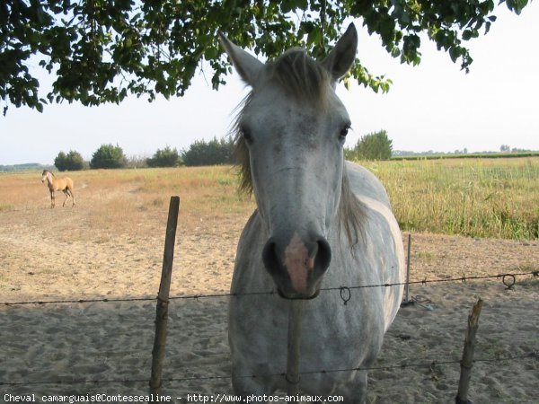 Photo de Camargue