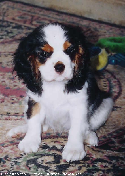 Photo de Cavalier king charles spaniel