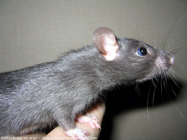 Photo de Rat