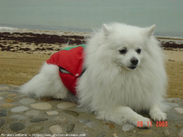 Photo de Spitz moyen