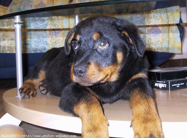 Photo de Rottweiler