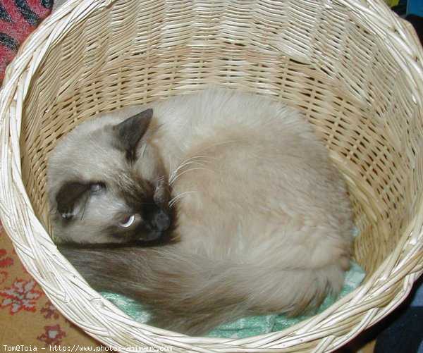 Photo de Sacr de birmanie