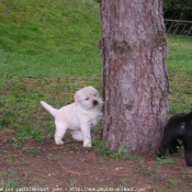 Photo de Labrador retriever