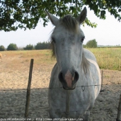 Photo de Camargue