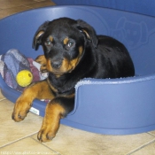 Photo de Rottweiler