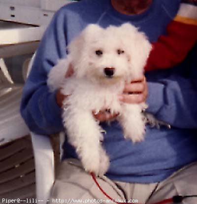 Photo de Bichon  poil fris