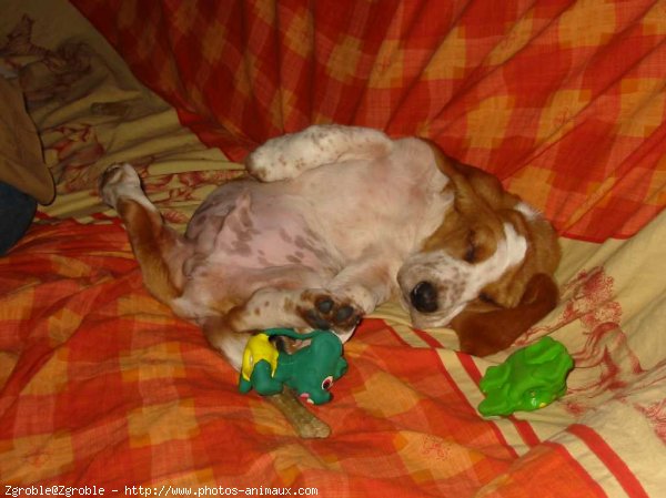 Photo de Basset hound