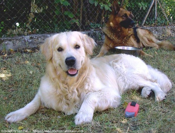 Photo de Golden retriever