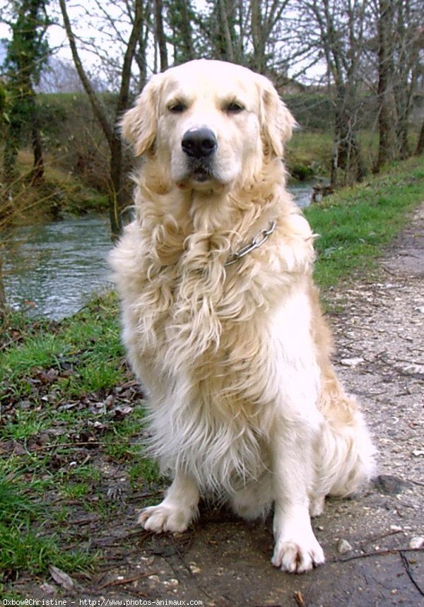 Photo de Golden retriever