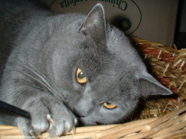 Photo de Chartreux