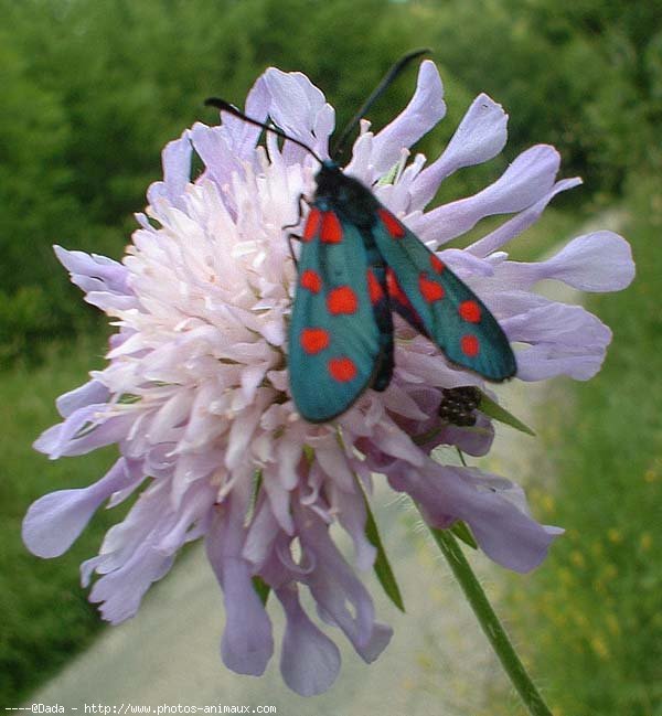 Photo de Papillon