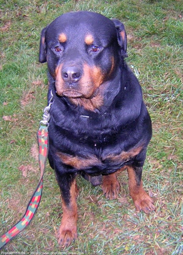 Photo de Rottweiler