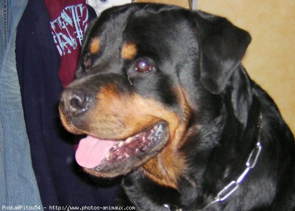 Photo de Rottweiler