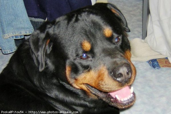 Photo de Rottweiler