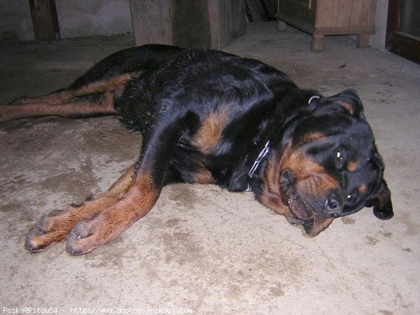 Photo de Rottweiler