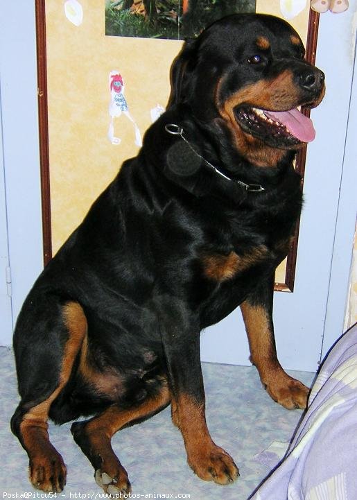 Photo de Rottweiler