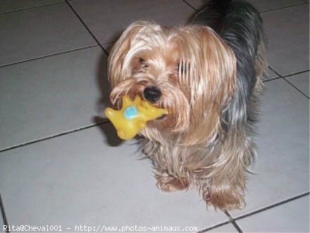 Photo de Yorkshire terrier