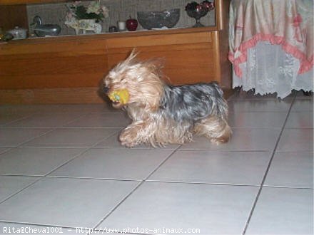 Photo de Yorkshire terrier