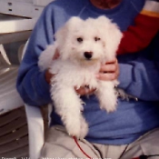 Photo de Bichon  poil fris