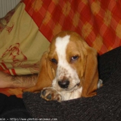 Photo de Basset hound