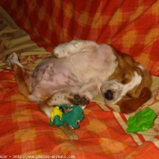 Photo de Basset hound