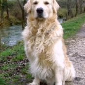 Photo de Golden retriever