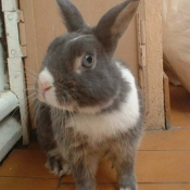 Photo de Lapin