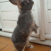 Photo de Lapin