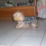 Photo de Yorkshire terrier